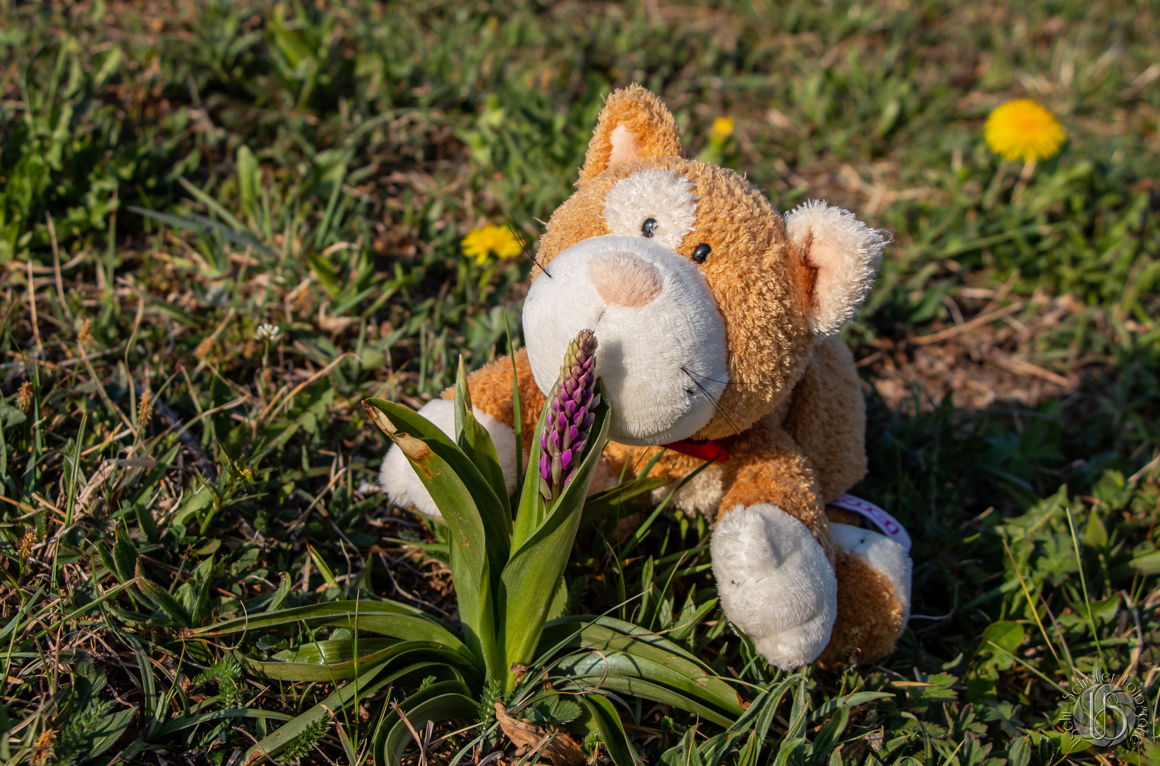 BOBBY mit seiner ersten Orchidee