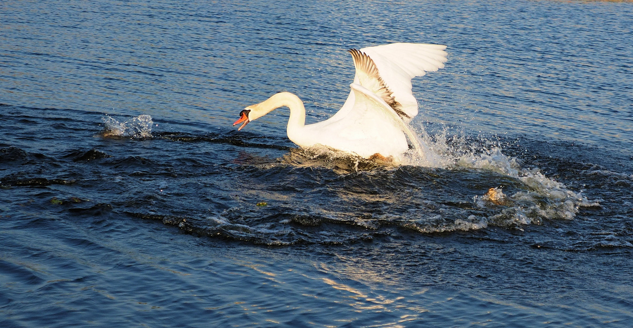 Bobby und die Enten … 