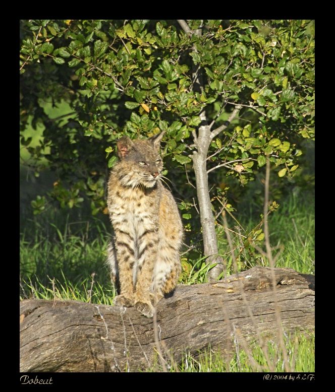 Bobcat