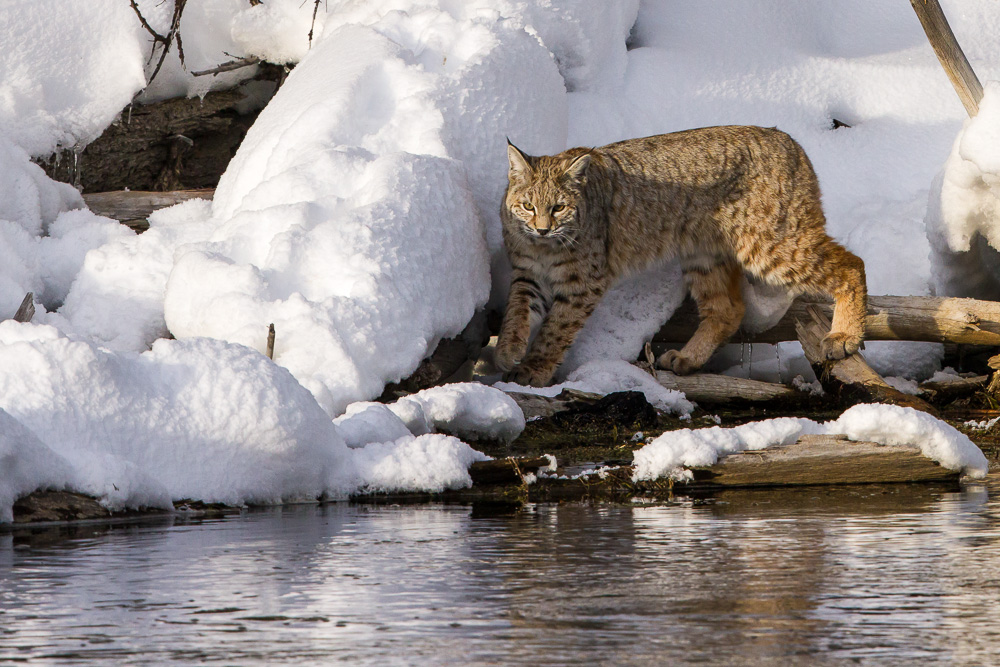 Bobcat