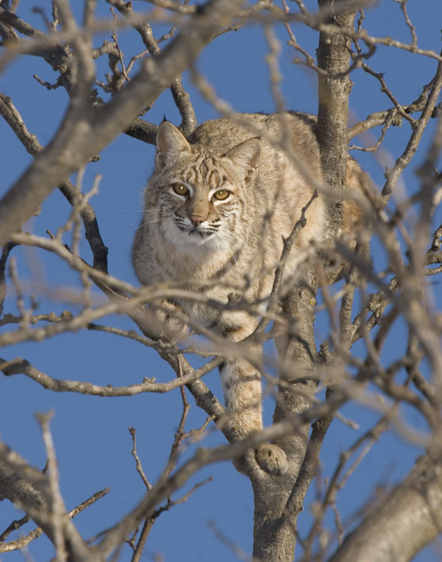 Bobcat