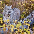 Bobcat