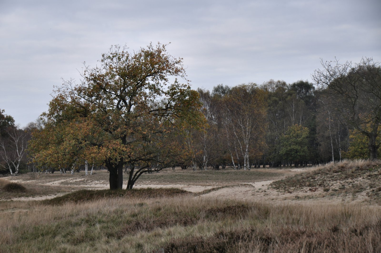 Boberger Düne