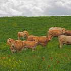 Bobines bovines: mais qui est cet intrus ?