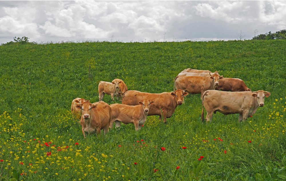 Bobines bovines: mais qui est cet intrus ?