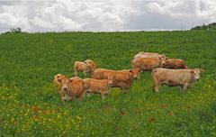 Bobines bovines: mais qui est cet intrus ?