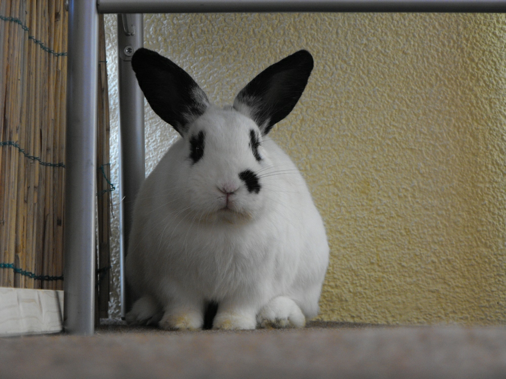 Bobo - Flockes neuer Partner