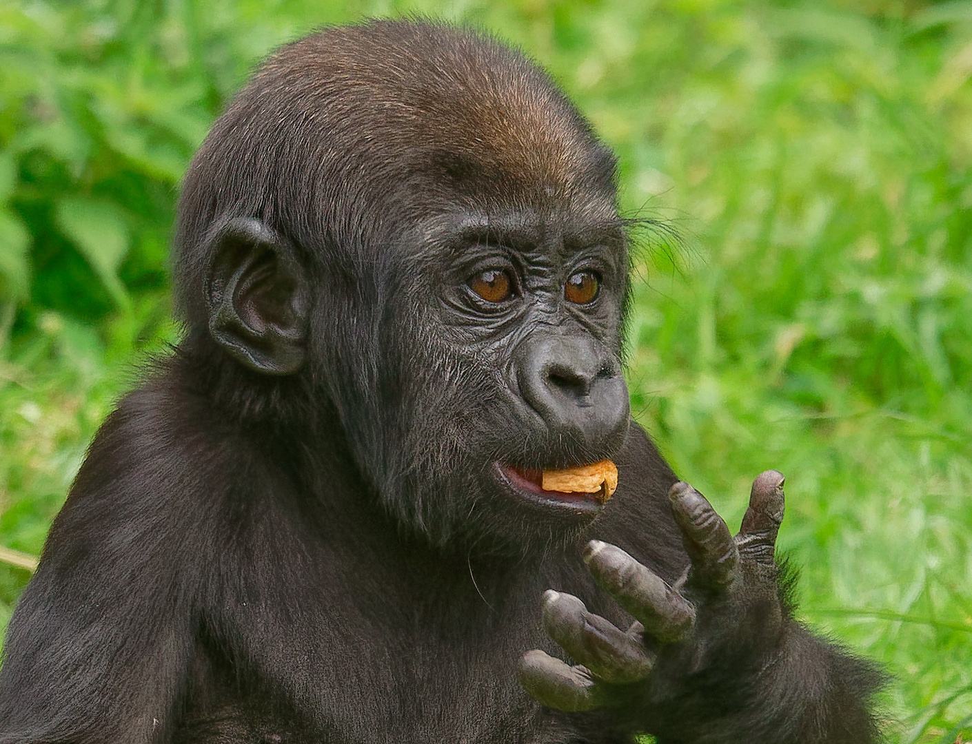 Bobóto Gorilla Nachwuchs im Krefelder Zoo