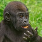 Bobóto Gorilla Nachwuchs im Krefelder Zoo