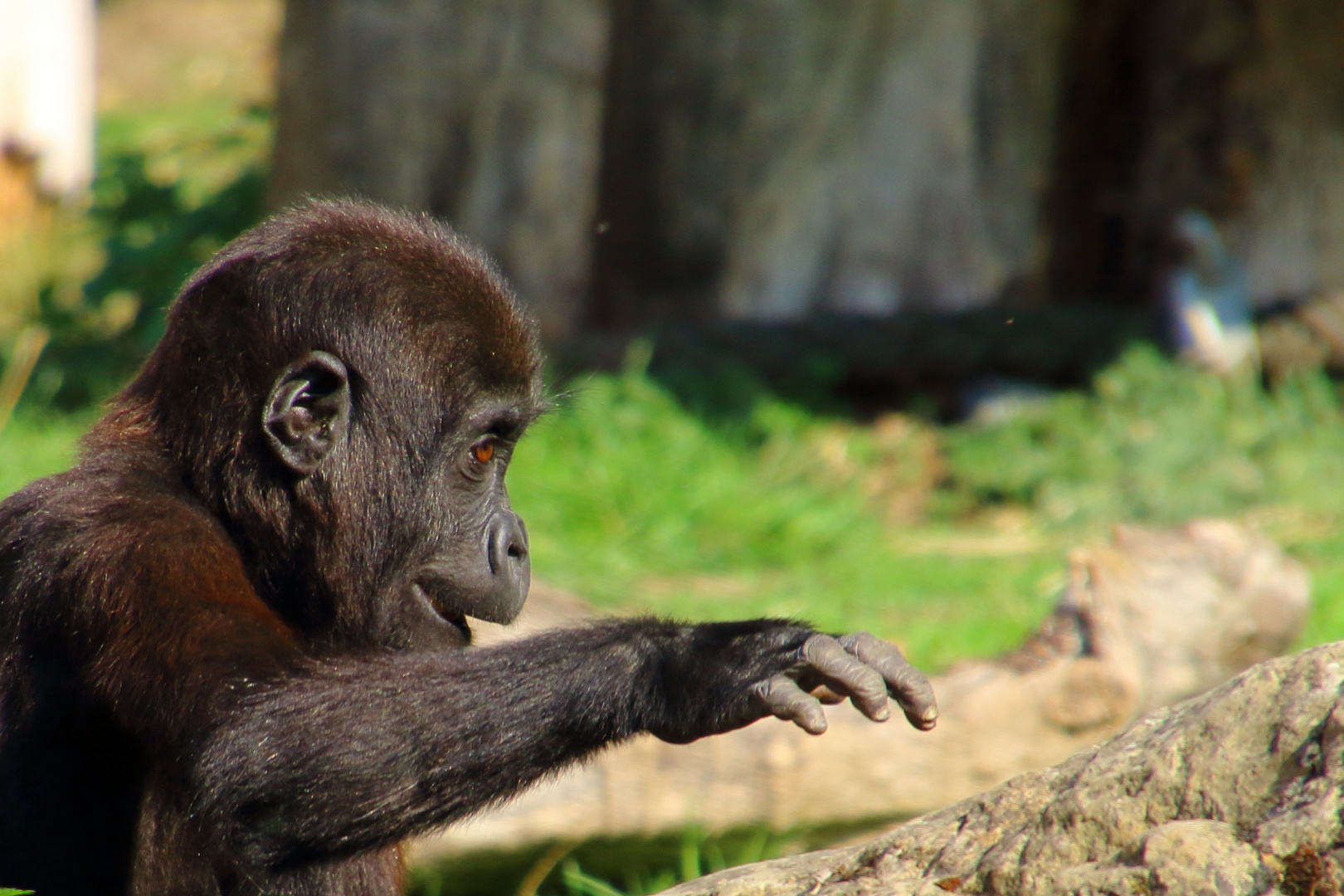 Bobóto - Gorillababy im Krefelder Zoo 