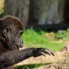 Bobóto - Gorillababy im Krefelder Zoo 