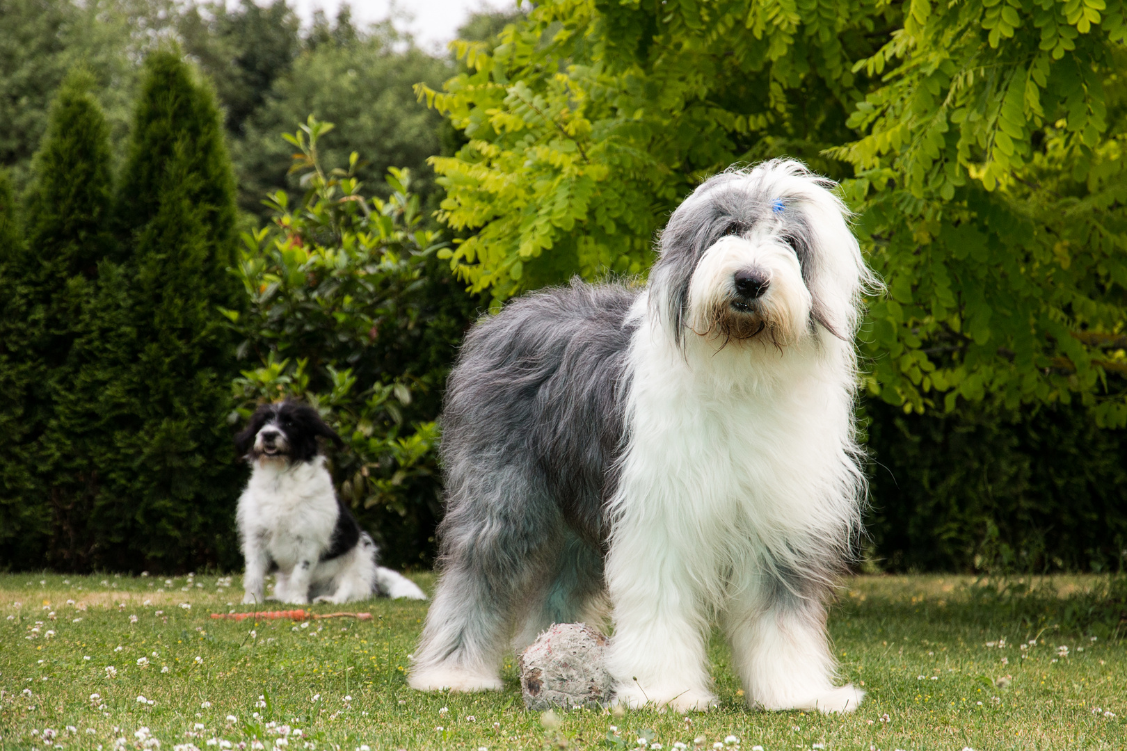 bobtail-foto-bild-tiere-haustiere-hunde-bilder-auf-fotocommunity