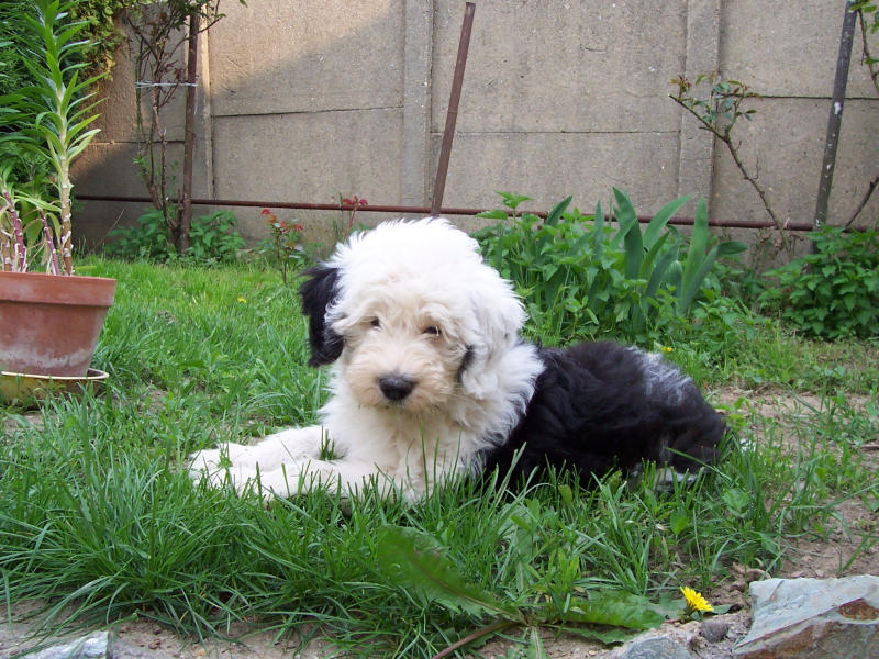 Bobtail im Garten