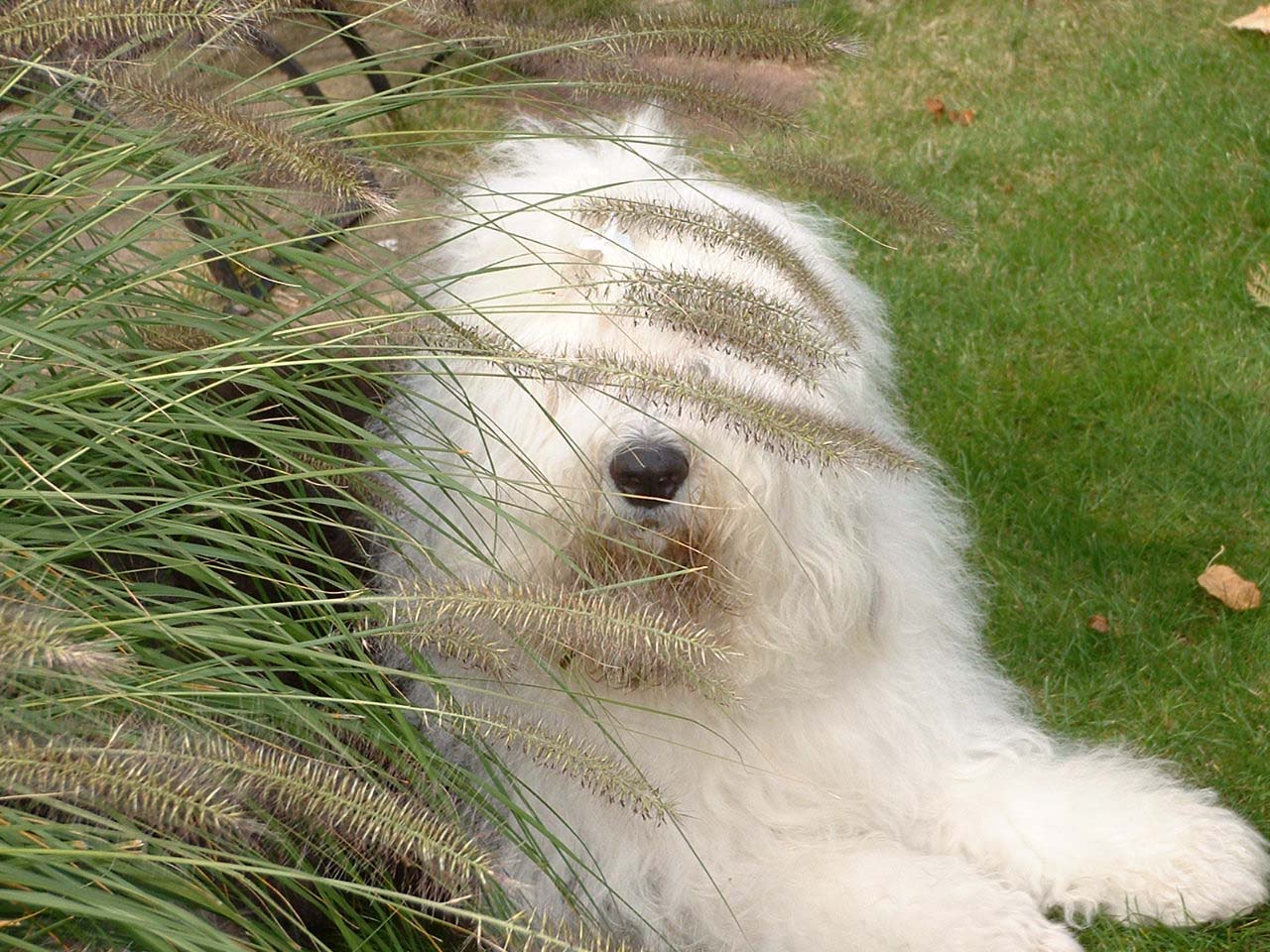 Bobtail im Herbst