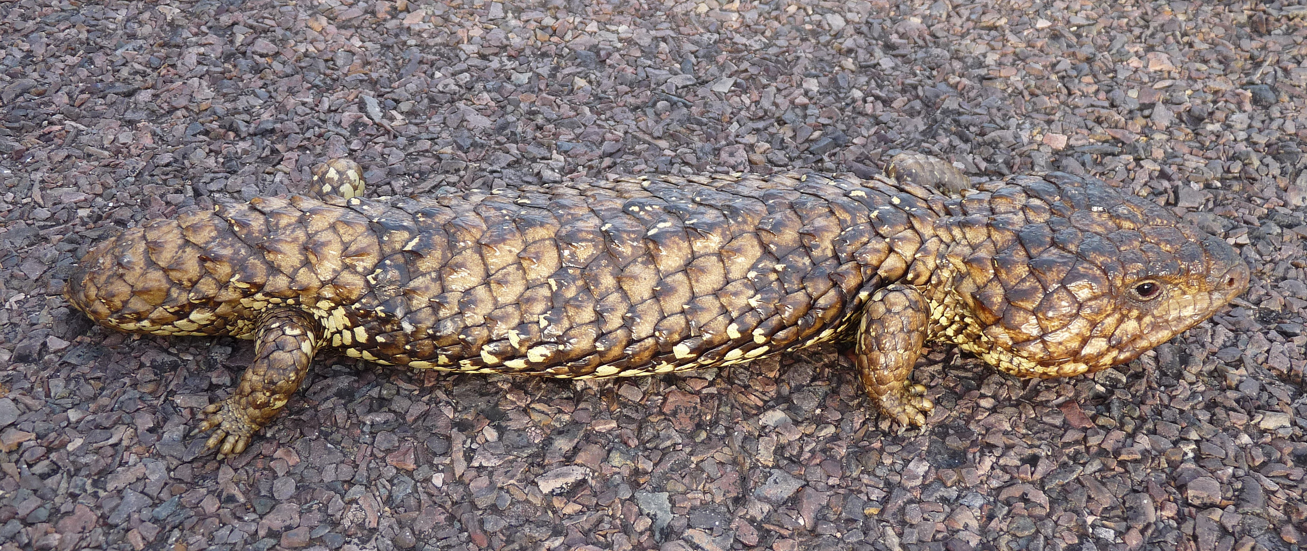 - bobtail lizard -