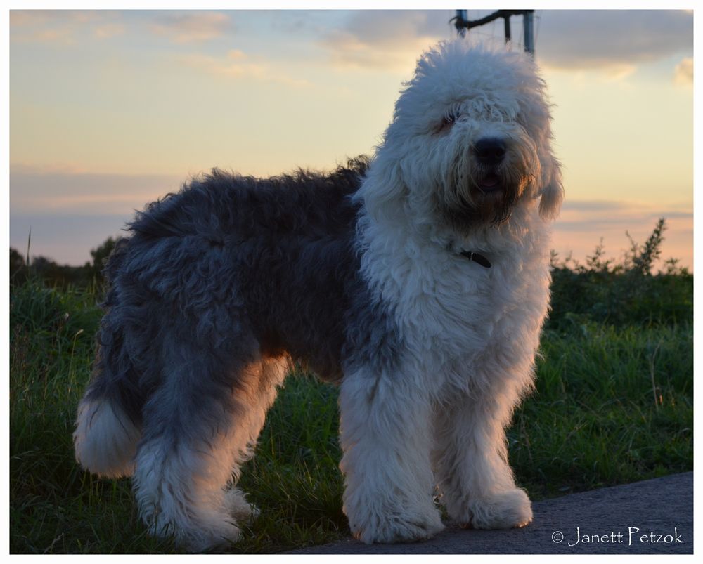 Bobtail Odin&hellip; Foto &amp; Bild tiere, haustiere, hunde Bilder auf