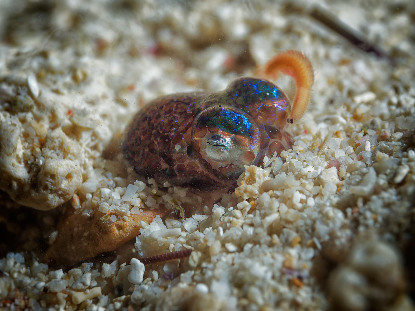 Bobtail Squid