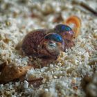 Bobtail Squid