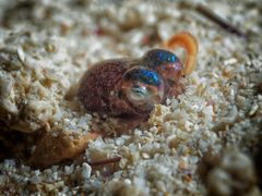 Bobtail Squid