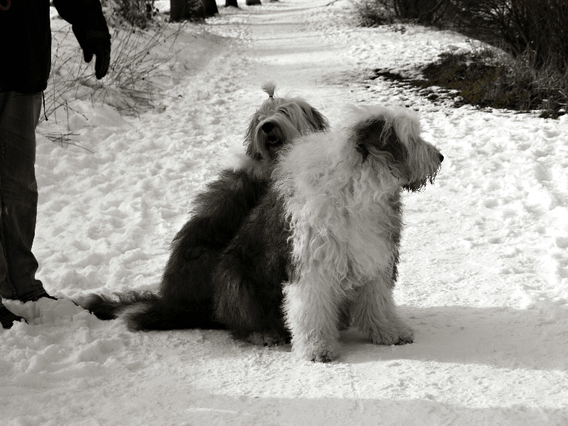 Bobtails im Doppelpack