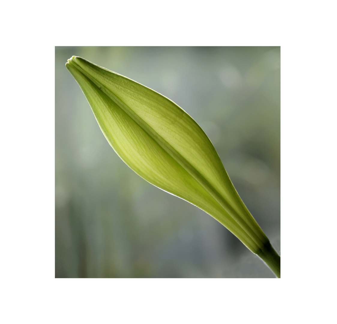 boccio Foto & Bild fotos, art, spezial Bilder auf