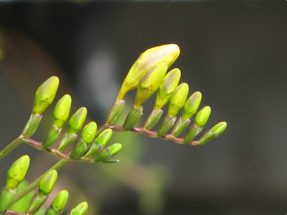 Boccioli di Fresia (Freesia refracta)