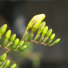 Boccioli di Fresia (Freesia refracta)