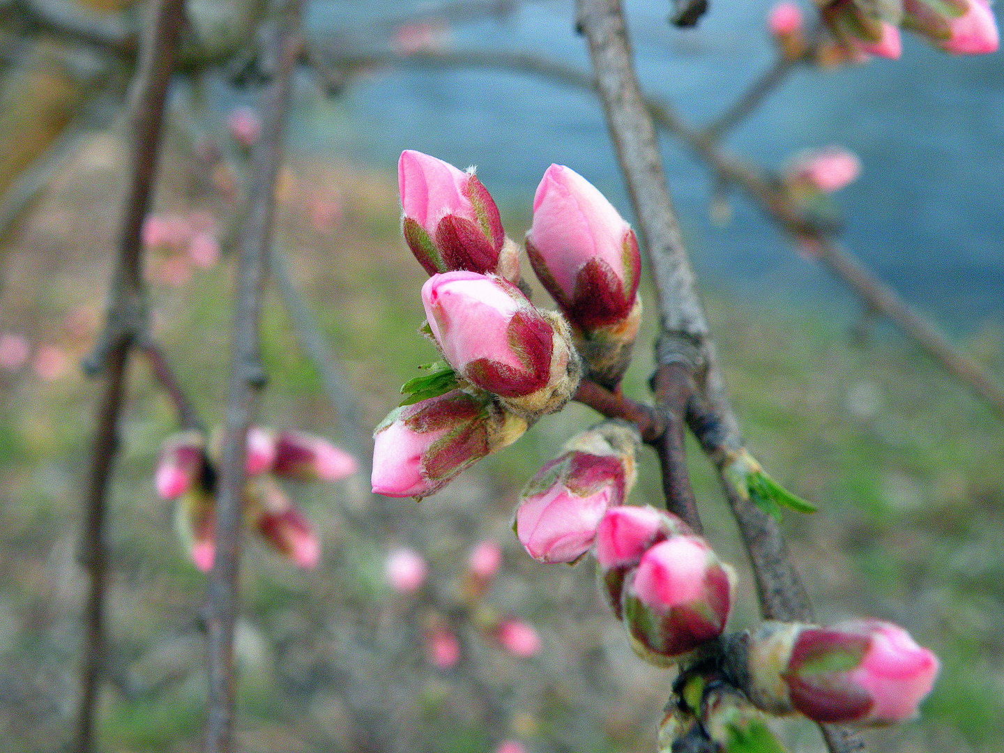 Boccioli di mandorlo