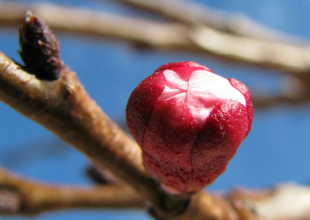 Bocciolo di albicocco (Prunus armeniaca)