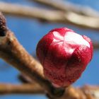 Bocciolo di albicocco (Prunus armeniaca)