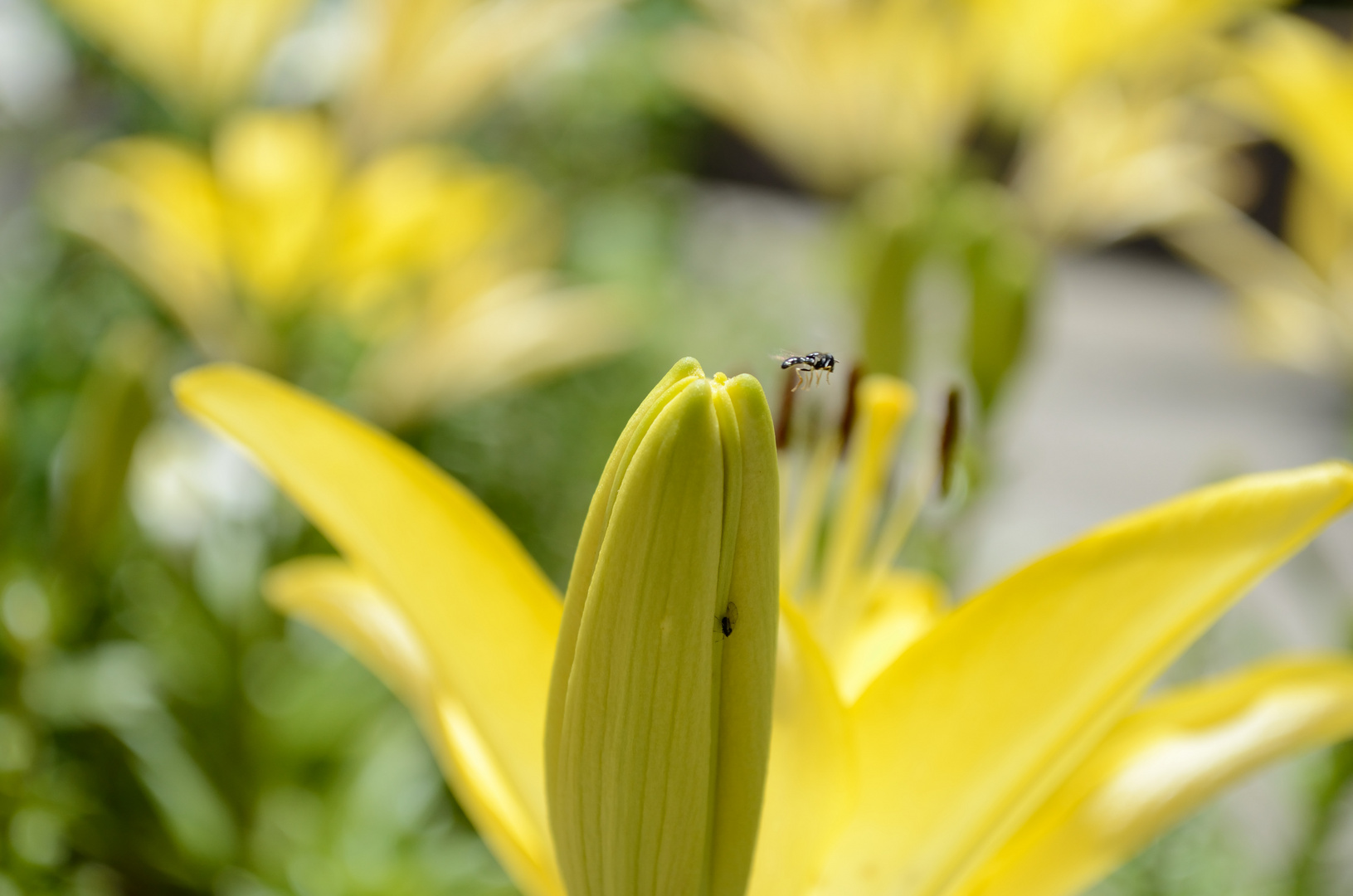 Bocciolo di Lilium, con 2 ospiti