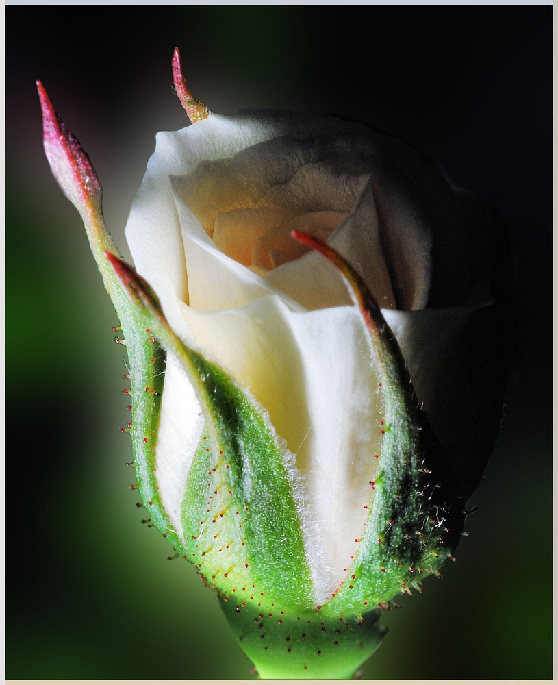 Bocciolo di rosa..