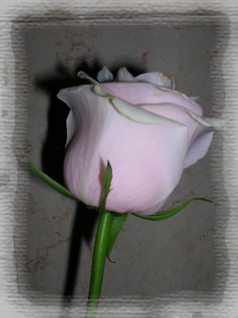 ᐈ Rosa bianca immagini di stock, foto una rosa bianca | scarica su Depositphotos®