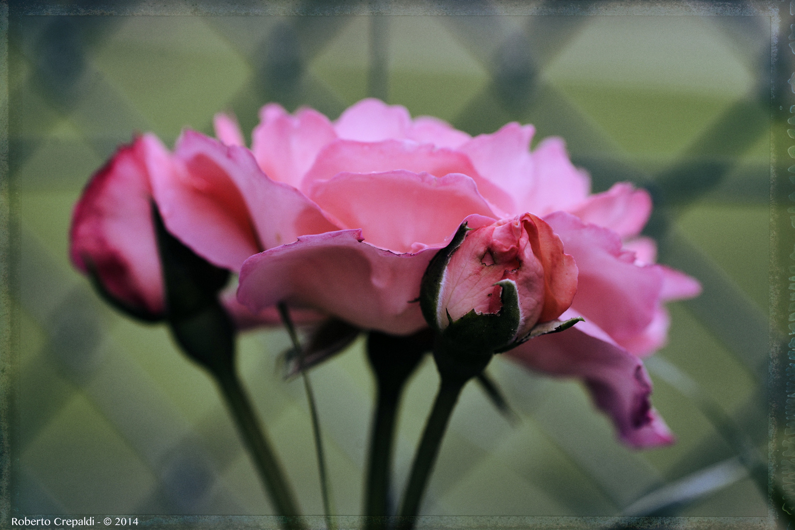 Bocciolo di rosa