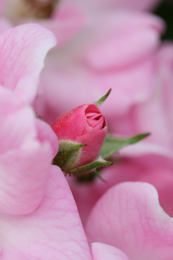 bocciolo di rosa