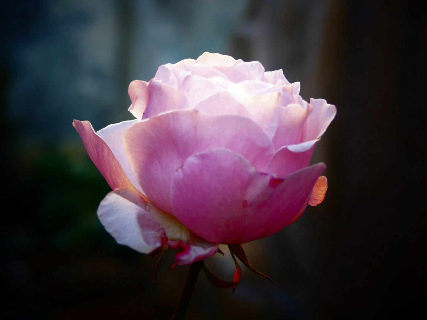 Bocciolo di rosa illuminato dal sole 