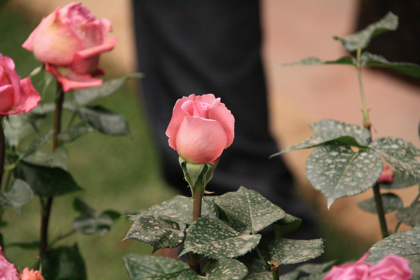 bocciolo rosa