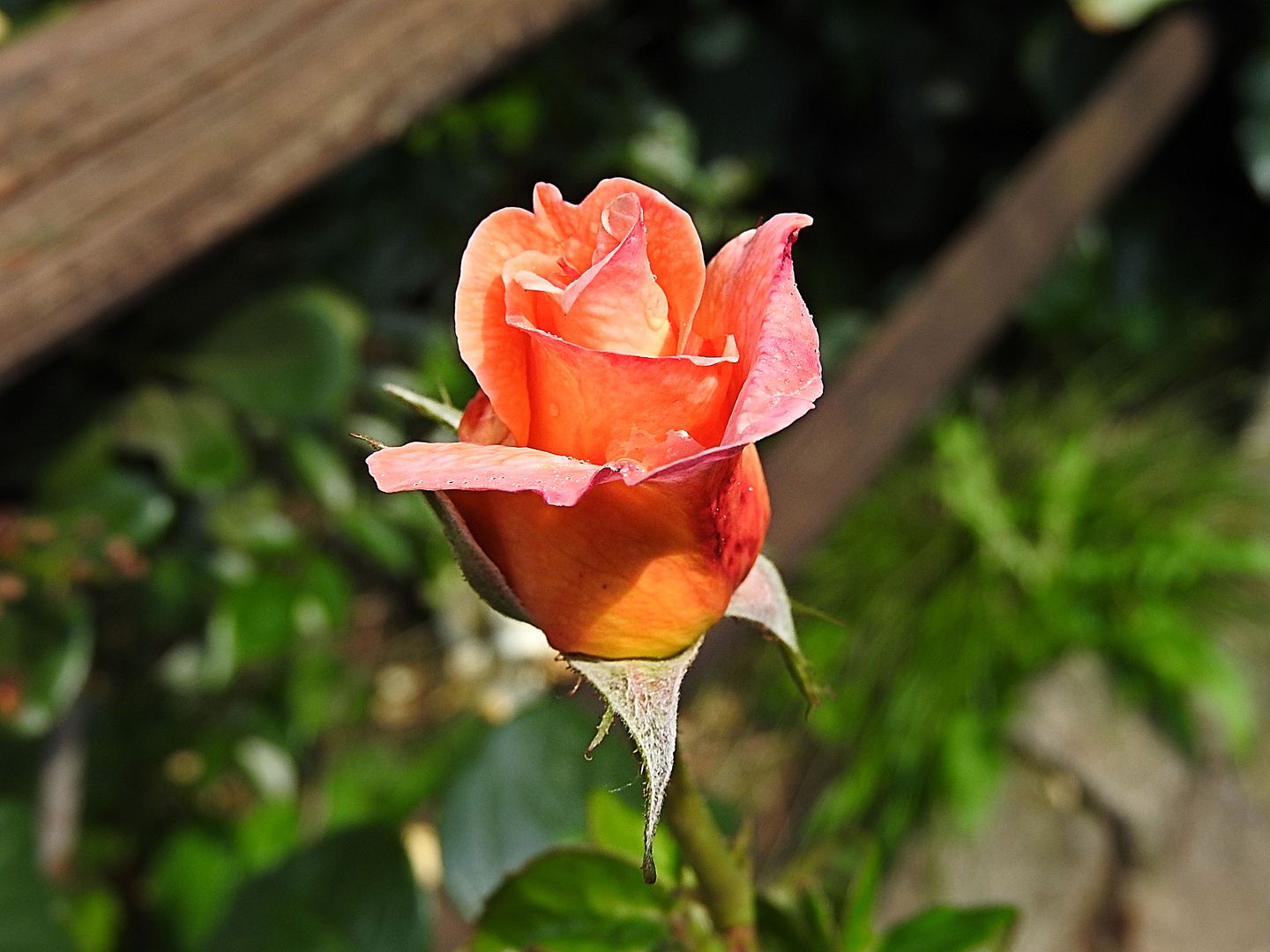 Bocciolo Rosa