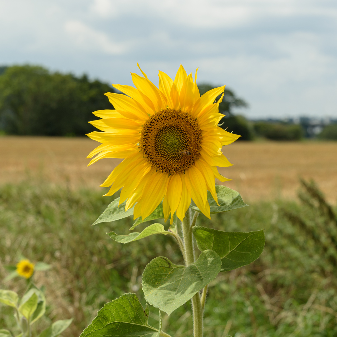 Bochum-Stiepel_Sonnenblume