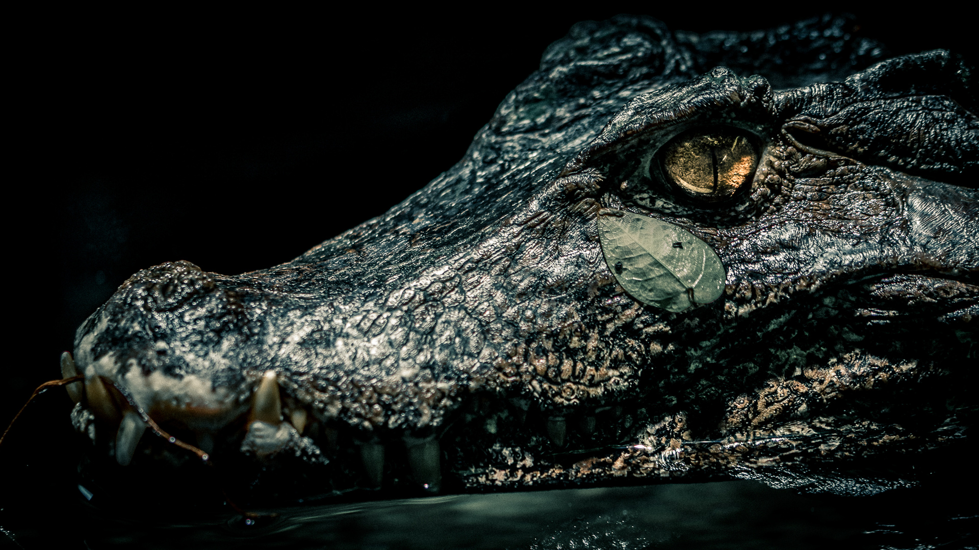Bochumer Krokodil