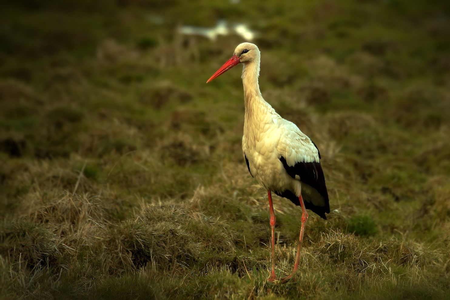 Bocian = Storch