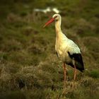 Bocian = Storch