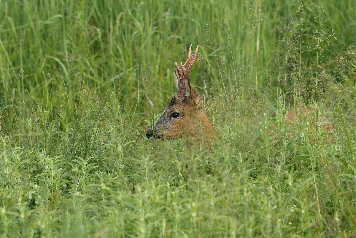 Bock