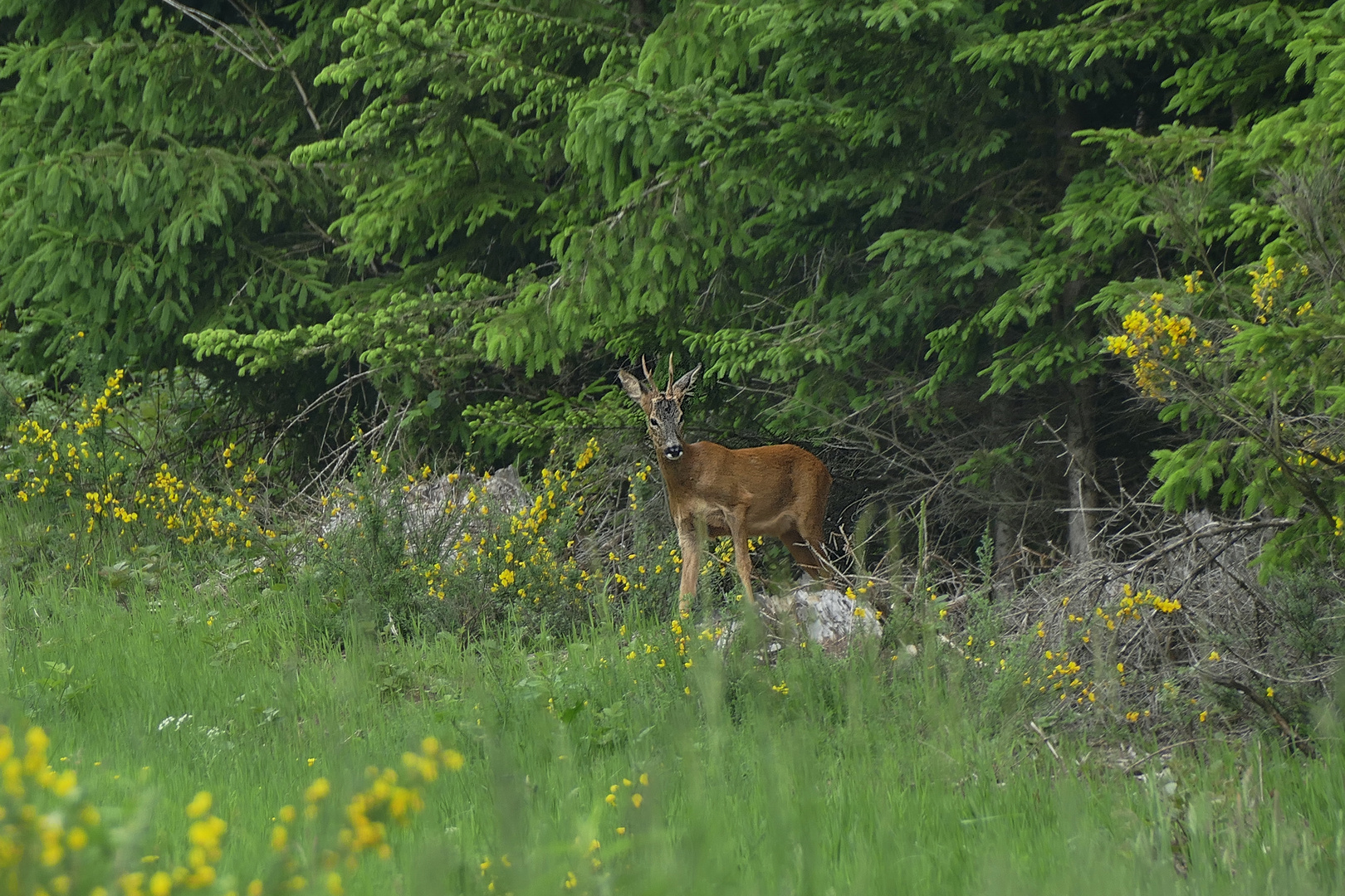 Bock 