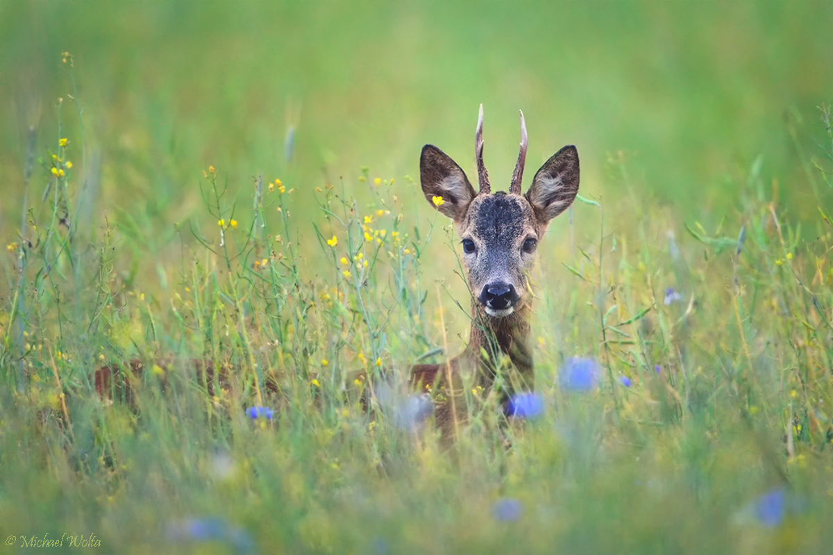 Bock am Abend