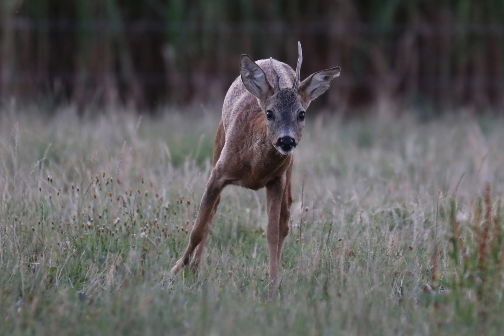 Bock am Abend