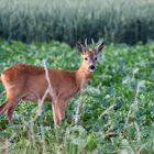 Bock am Abend