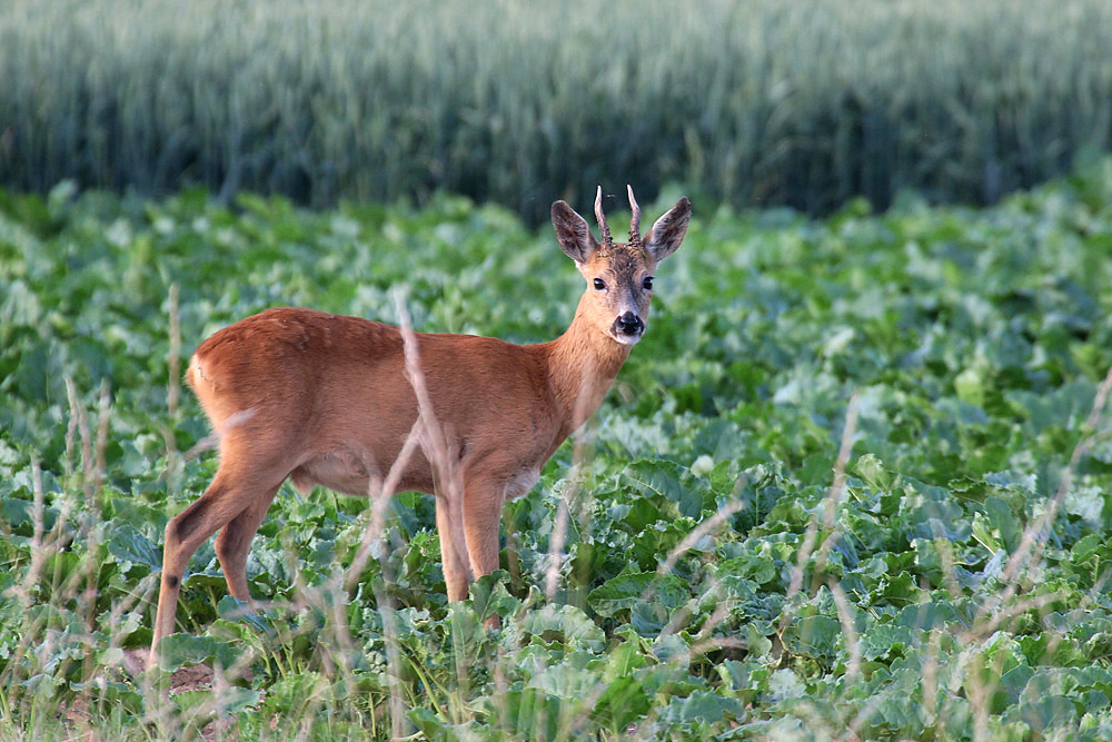 Bock am Abend