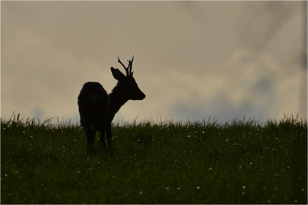 Bock am Abend . . .