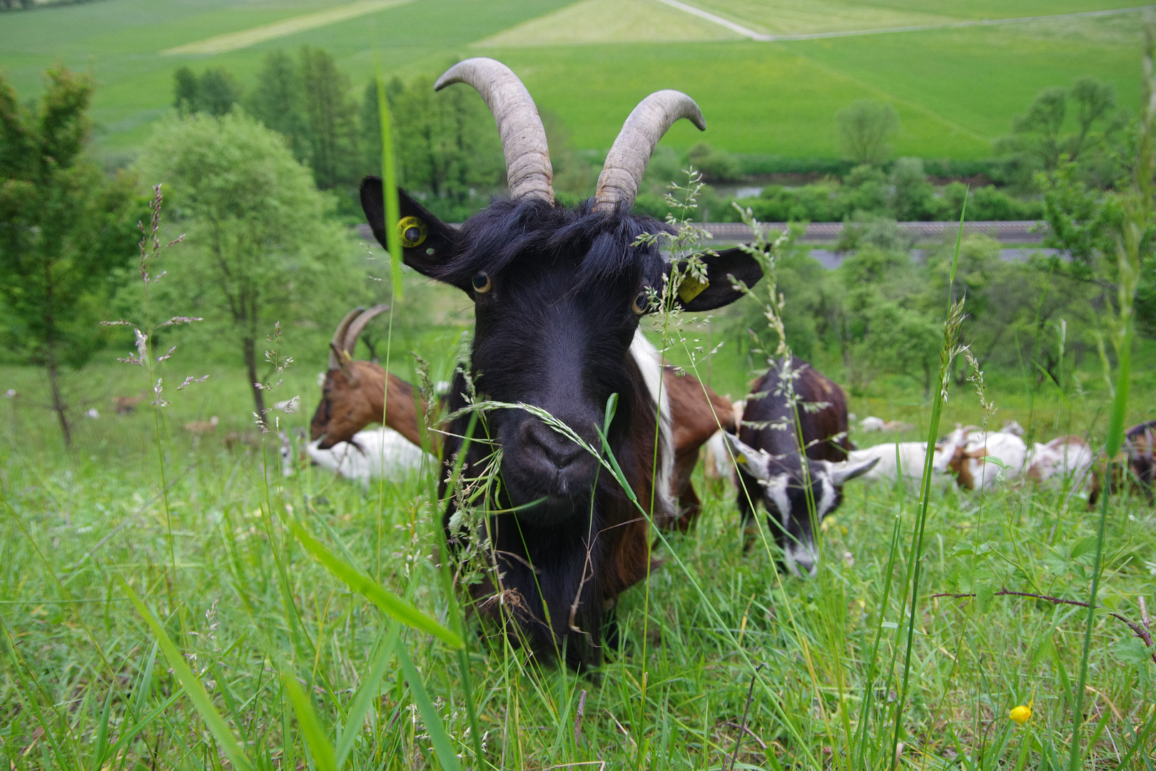 Bock am Hammelberg